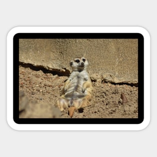 Chilling Meerkat Sticker